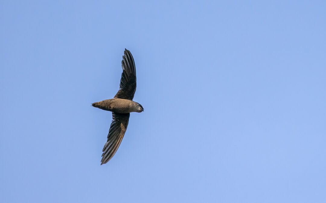 Fascinating Chimney Swifts and your home in 2024