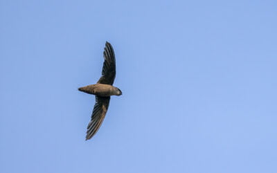 Fascinating Chimney Swifts and your home in 2024
