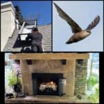 Collage for March 2025 Blog