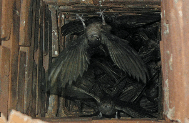 Critters in atlanta chimney, animal in atlanta chimney, cleaning for animal in atlanta chimney